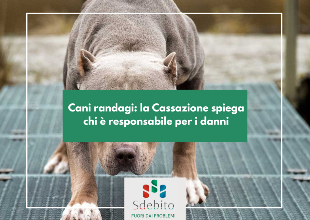 Cani randagi: la Cassazione spiega chi è responsabile per i danni
