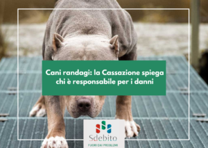 Cani randagi: la Cassazione spiega chi è responsabile per i danni