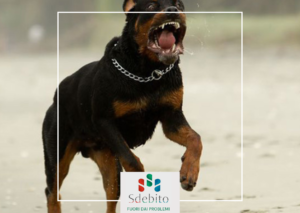 La sentenza sottolinea l’obbligo legale di custodia da parte dei proprietari di animali. La mancata vigilanza è considerata negligenza grave, con conseguenze legali sia penali che civili. Sul piano civile, le vittime possono richiedere risarcimenti per danni fisici, morali e materiali. Sul piano penale, il proprietario rischia sanzioni che includono multe o pene detentive, a seconda della gravità.