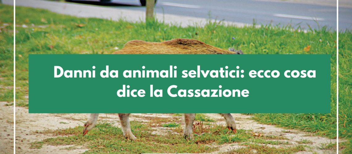 Danni da animali selvatici: ecco cosa dice la Cassazione