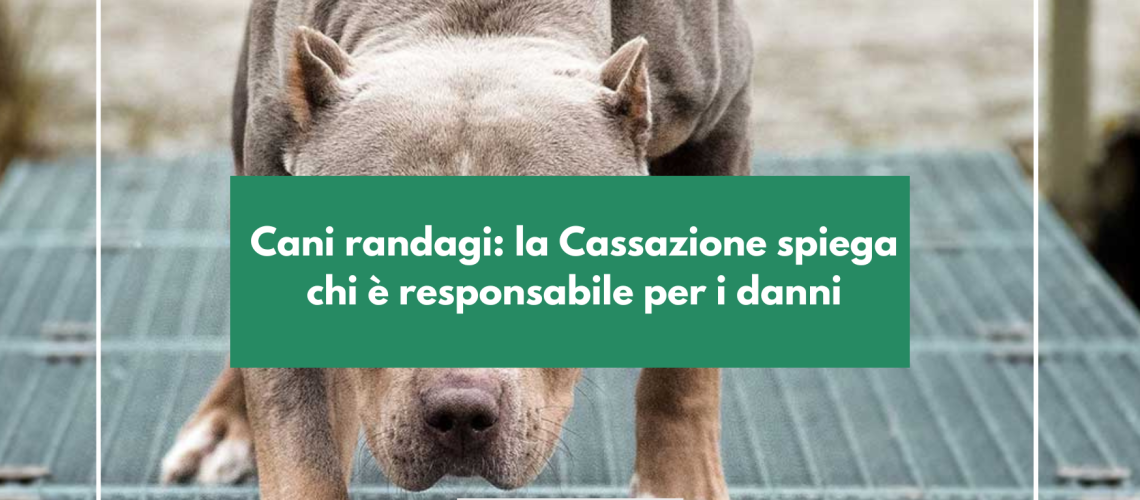 Cani randagi: la Cassazione spiega chi è responsabile per i danni