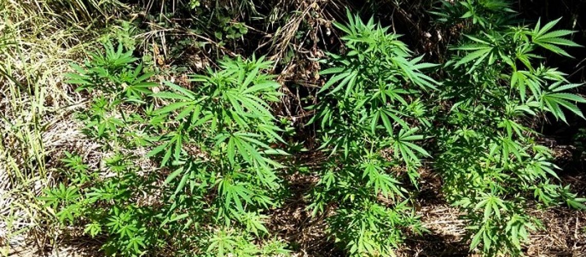 foto-marijuana-1