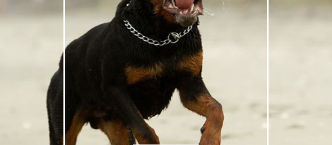 La sentenza sottolinea l’obbligo legale di custodia da parte dei proprietari di animali. La mancata vigilanza è considerata negligenza grave, con conseguenze legali sia penali che civili. Sul piano civile, le vittime possono richiedere risarcimenti per danni fisici, morali e materiali. Sul piano penale, il proprietario rischia sanzioni che includono multe o pene detentive, a seconda della gravità.